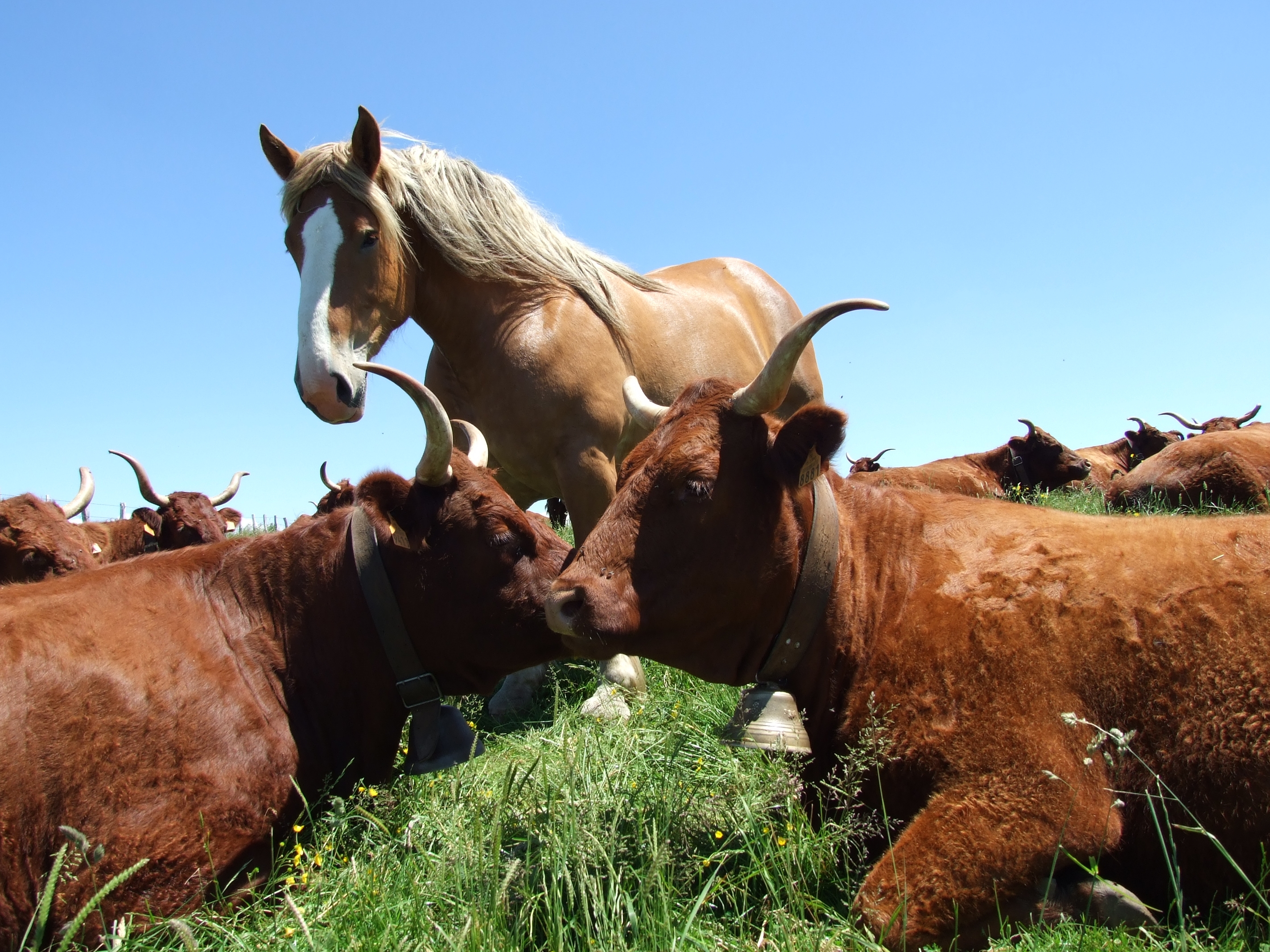 vaches chevaux